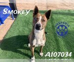 Small Photo #1 American Pit Bull Terrier-German Shepherd Dog Mix Puppy For Sale in HESPERIA, CA, USA