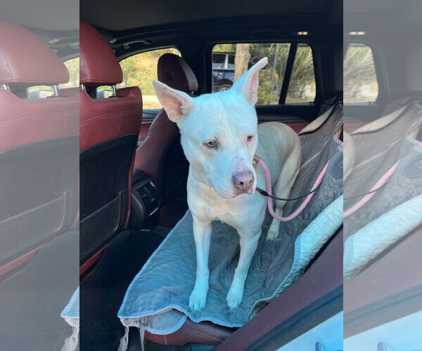 Medium Photo #6 Mutt Puppy For Sale in Woodland Hills, CA, USA