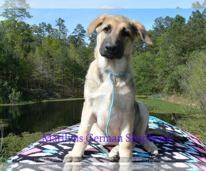 German Shepherd Dog Puppy for Sale in PIEDMONT, Missouri USA