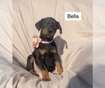 Small #1 Doberman Pinscher