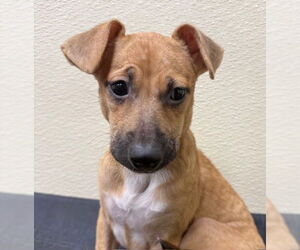 Chiweenie Dogs for adoption in Jefferson, NJ, USA