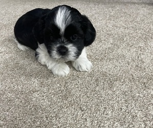 ShihPoo Puppy for sale in ELGIN, IL, USA