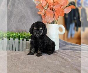 Poodle (Miniature) Puppy for Sale in CLEVELAND, Georgia USA