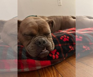McLovin - Male American Bulldog-Unknown Mix Dog for Adoption - Photo #10