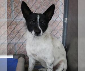 Mutt Dogs for adoption in San Antonio, TX, USA