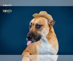 Small #12 German Shepherd Dog Mix