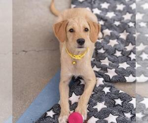 Colonial Cocker Spaniel-Unknown Mix Dogs for adoption in San Diego, CA, USA