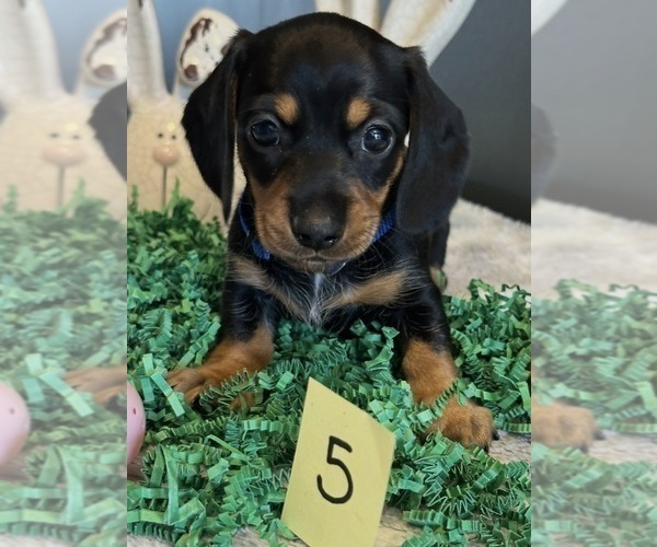 Medium Photo #1 Dachshund Puppy For Sale in AYLETT, VA, USA
