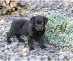 Small #2 Labrador Retriever
