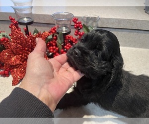 Cocker Spaniel Puppy for sale in HODGENVILLE, KY, USA
