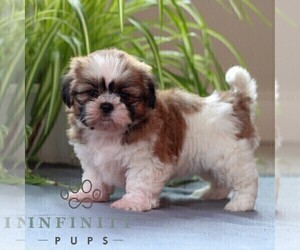 Shih Tzu Puppy for sale in MORGANTOWN, PA, USA
