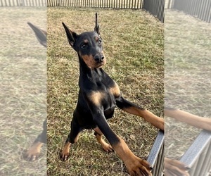 Medium Doberman Pinscher