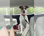 Small #6 American Pit Bull Terrier Mix