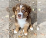 Small Photo #3 Australian Shepherd Puppy For Sale in DOVER, FL, USA