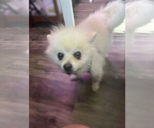 Pomeranian Dogs for adoption in St. Louis Park, MN, USA