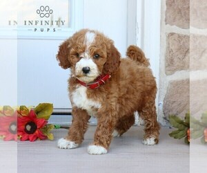 Goldendoodle (Miniature) Puppy for sale in GORDONVILLE, PA, USA