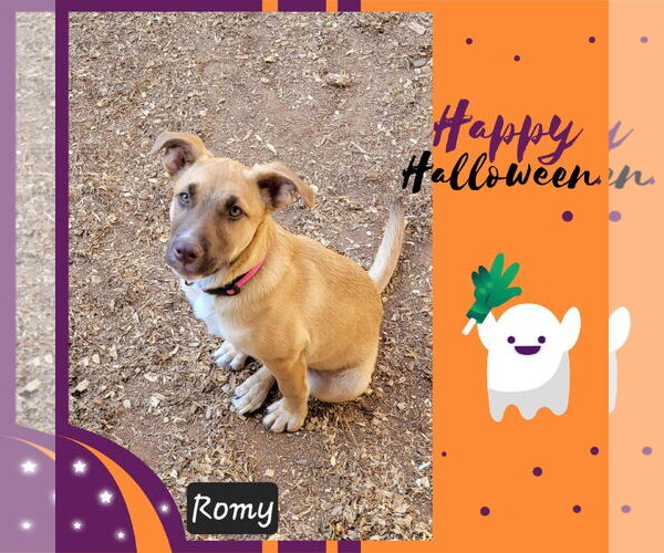 Medium Photo #1 Mutt Puppy For Sale in Granbury, TX, USA
