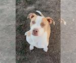 Small #1 American Pit Bull Terrier Mix