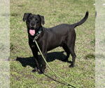 Small #3 Labrador Retriever