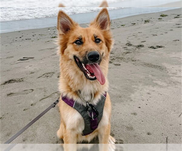 Medium Photo #2 German Shepherd Dog-Unknown Mix Puppy For Sale in McKinleyville, CA, USA