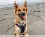 Small #1 German Shepherd Dog Mix
