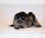 Small #8 Yorkiepoo mix (+ Poodle Toy)