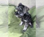Small Schnauzer (Miniature)