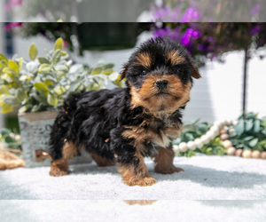 Yorkshire Terrier Litter for sale in BERNE, IN, USA
