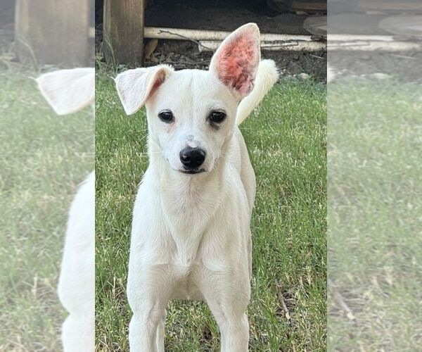 Medium Photo #4 Chihuahua Puppy For Sale in Carrollton, TX, USA