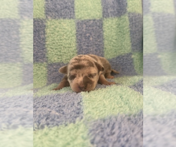 Medium Photo #5 Chihuahua Puppy For Sale in SHERMAN, TX, USA
