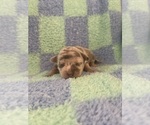 Small #4 Chihuahua