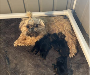 Mother of the Shih Tzu puppies born on 05/04/2023