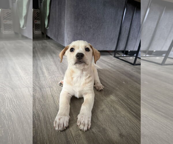 Medium Photo #4 Jack Chi Puppy For Sale in Holly Springs, NC, USA