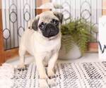 Small Photo #3 Pug Puppy For Sale in NAPLES, FL, USA