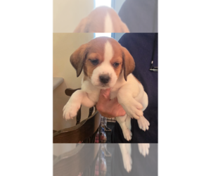 Horsing Around : Tim Tan - Male Beagle-Unknown Mix Dog for Adoption - Photo #5