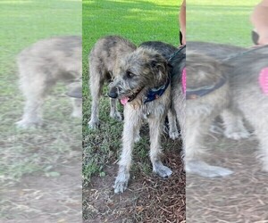 Father of the Irish Wolfhound puppies born on 01/01/2025