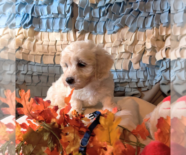 Medium Photo #6 Coton de Tulear Puppy For Sale in W FIELD, NC, USA