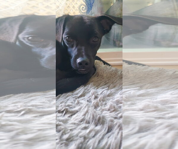 Medium Photo #7 Labrador Retriever-Unknown Mix Puppy For Sale in San Diego, CA, USA