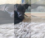 Small Photo #7 Labrador Retriever-Unknown Mix Puppy For Sale in San Diego, CA, USA