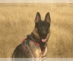 Small #3 German Shepherd Dog