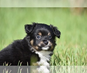 Miniature Australian Shepherd Puppy for sale in PALM COAST, FL, USA