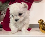 Small #4 Maltese