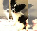 Small #6 Papillon