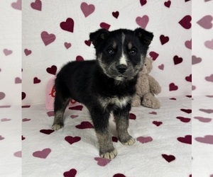 German Shepherd Dog-Miniature American Shepherd Mix Puppy for sale in FRANKLIN, IN, USA