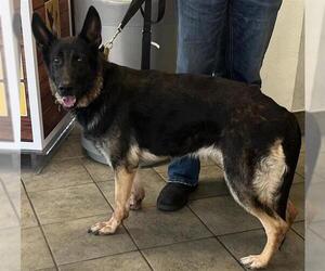 German Shepherd Dog Dogs for adoption in San Antonio, TX, USA