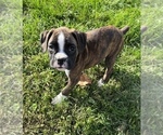 Small Photo #2 Boxer Puppy For Sale in BEECH GROVE, IN, USA