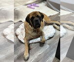 Small Mastiff