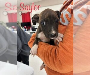 American Pit Bull Terrier-Unknown Mix Dogs for adoption in San Angelo, TX, USA