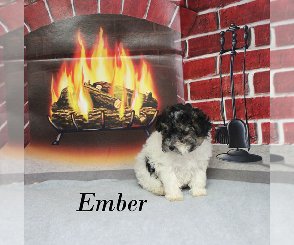 Medium Photo #15 Poodle (Toy) Puppy For Sale in CHANUTE, KS, USA