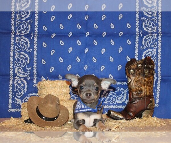 Medium Photo #1 Chihuahua Puppy For Sale in CHARLESTON, AR, USA